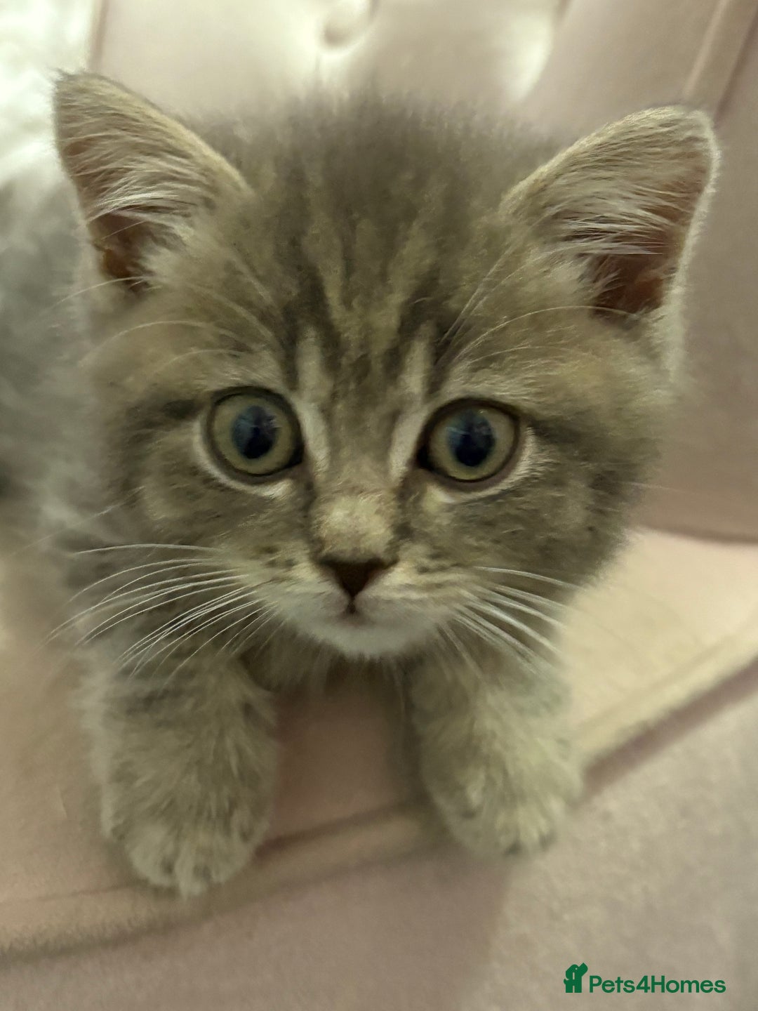Mixed Breed cats for sale: Beautiful fur babies BSH x Scottish Straight - Image 9