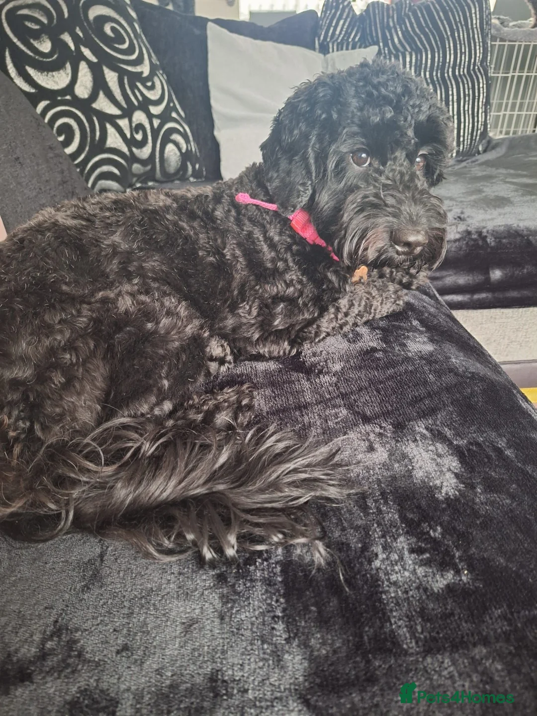 Cockapoo dogs for sale: Bella  in Motherwell - Advert 6