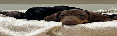 Miniature Dachshund Puppy 6
