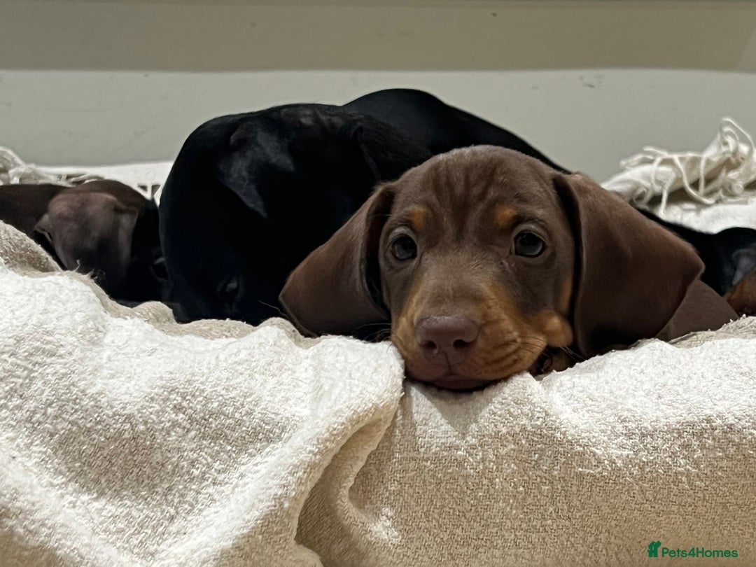 Miniature Dachshund dogs for sale: Two male miniature daschund puppies for sale  - Advert 8