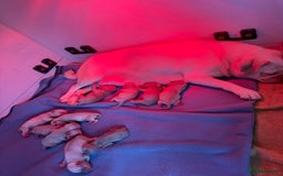 Pug dogs for sale: 10 beautiful pink pugs looking for there new home  - Image 2