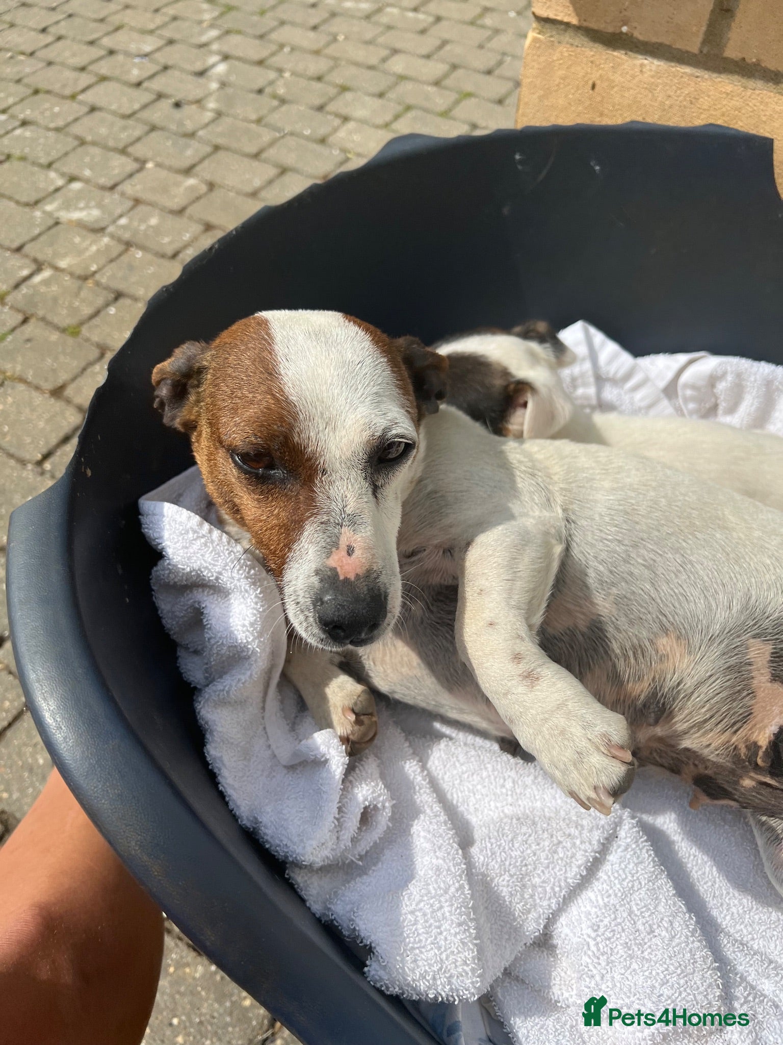 Jackshund dogs Jackshund puppy for sale  - Advert 2
