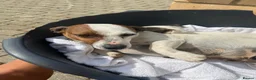 Jackshund dogs for sale: Jackshund puppy for sale  - Advert 2