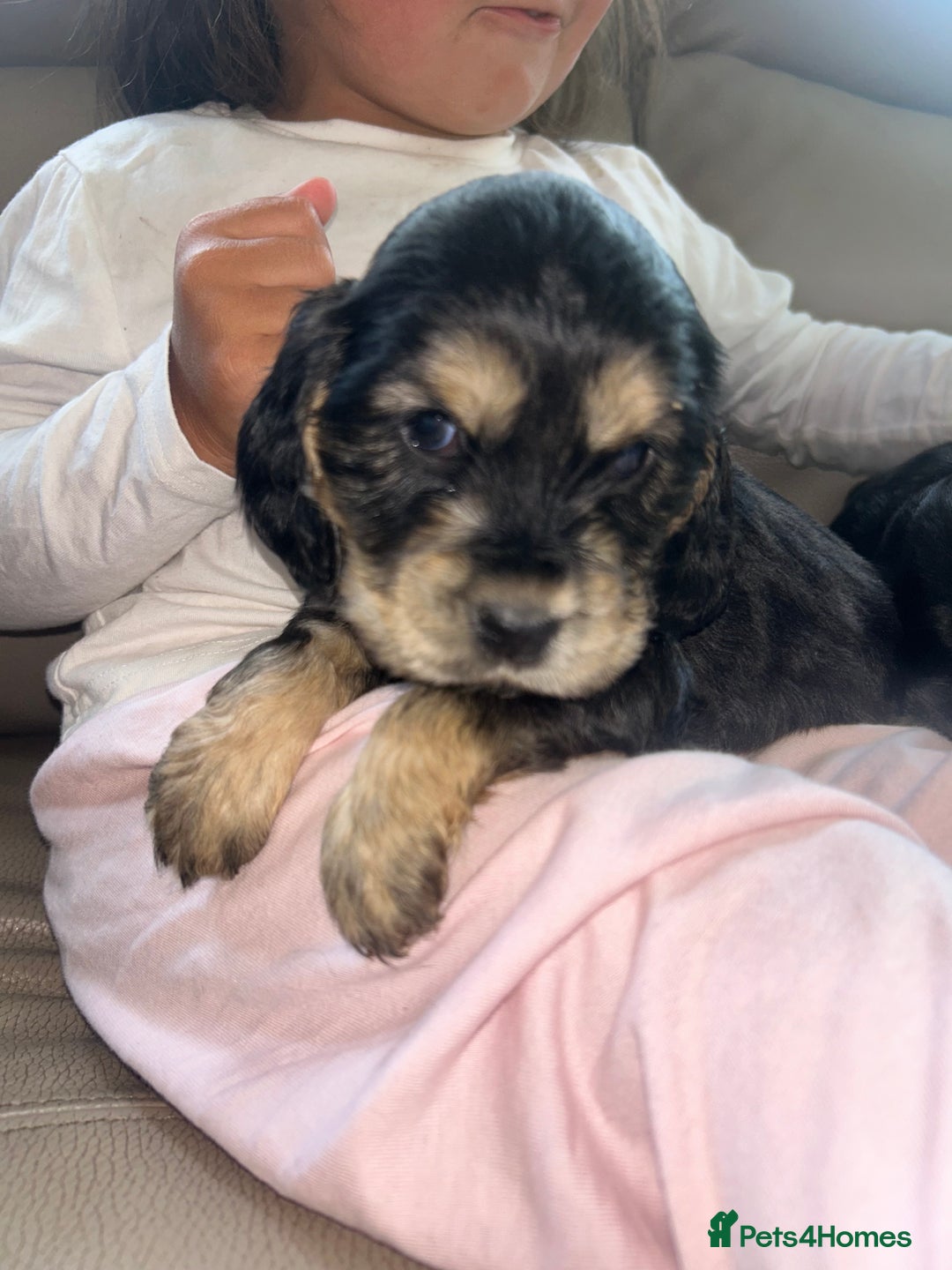 Cocker Spaniel dogs for sale: Kc reg show type cocker spaniels  - Image 3