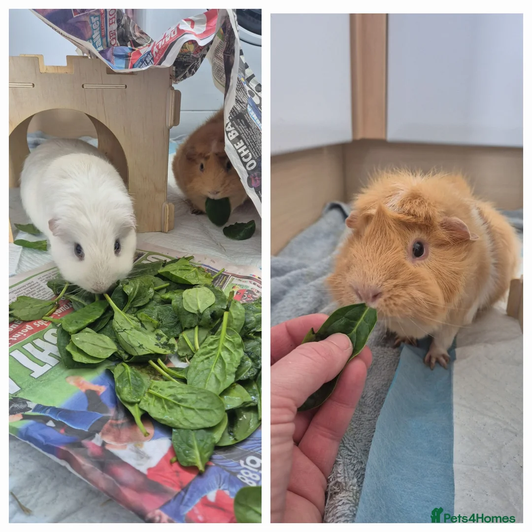 Guinea Pig rodents for sale: 2x male guinea pigs in Sudbury - Advert 4