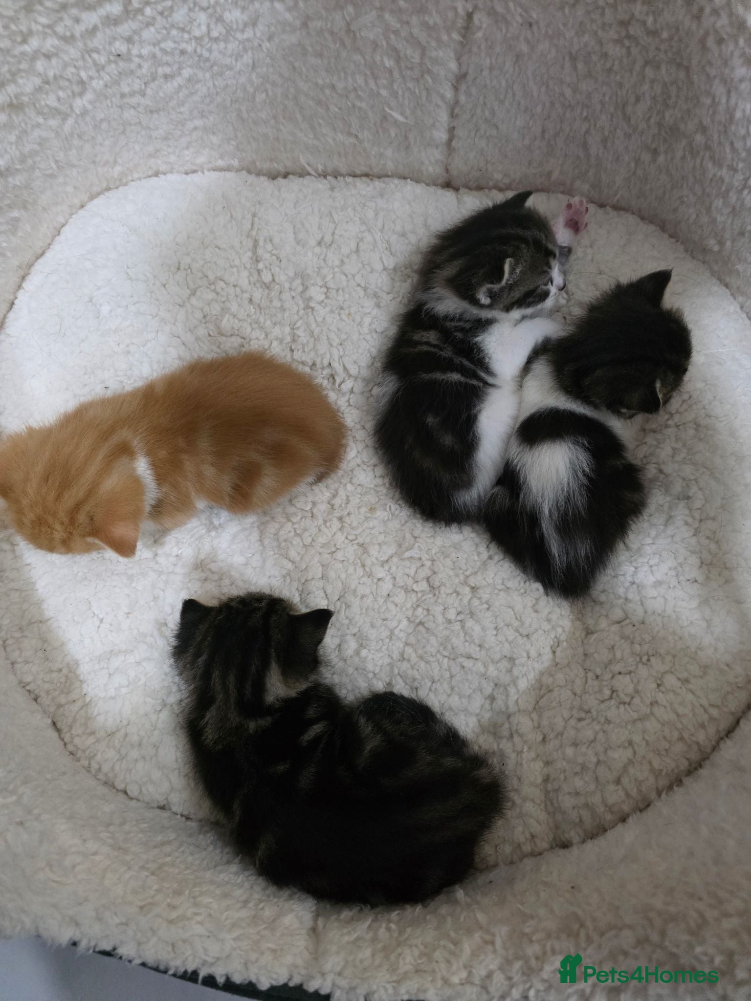 Mixed Breed cats Unexpected arrivals looking for a forever home - Advert 1