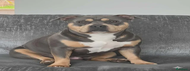 Pablo 