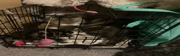 Mixed Breed cats for sale: Please help me find a home I can go today - Advert 4