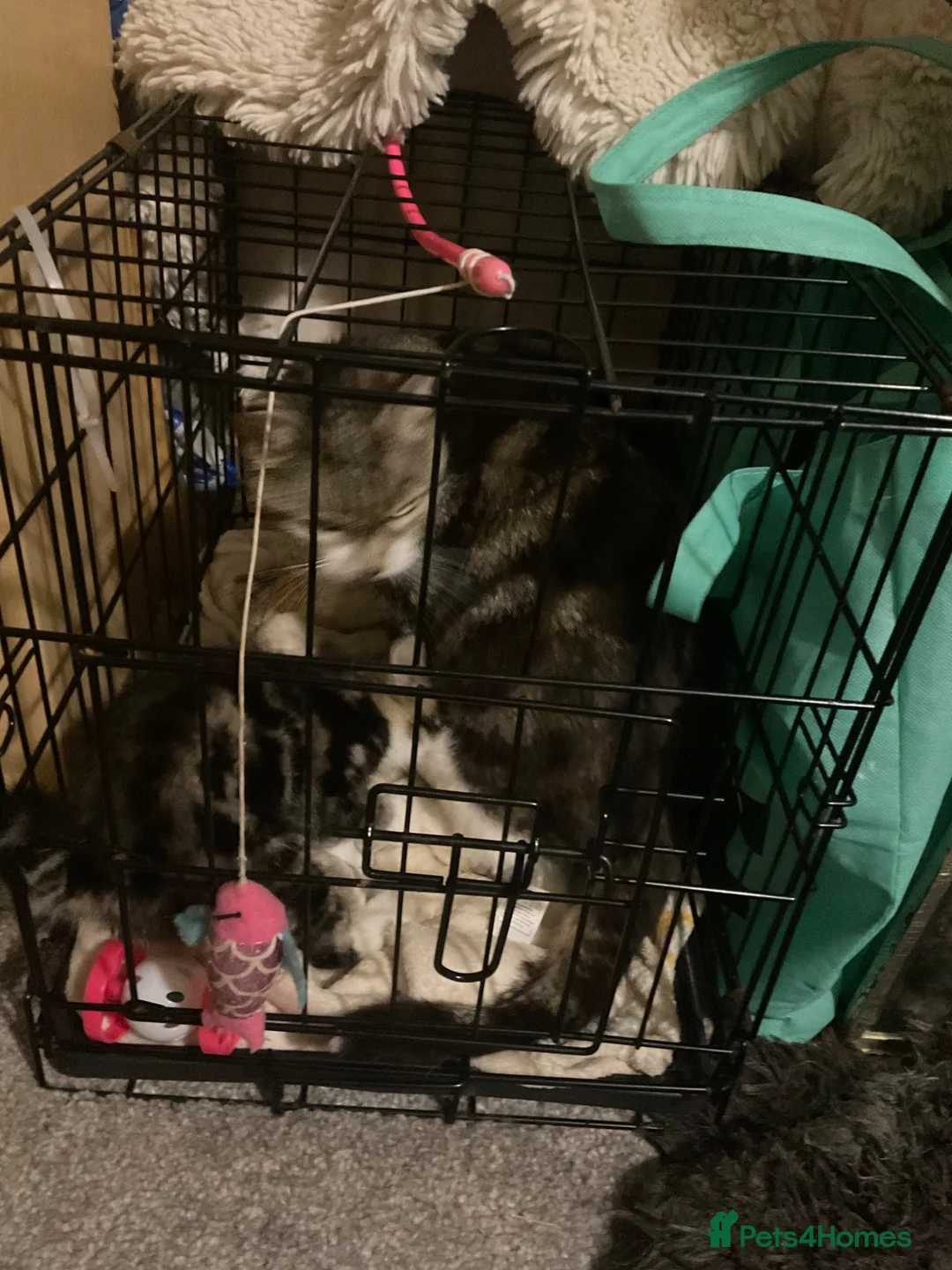 Mixed Breed cats for sale: Please help me find a home I can go today - Advert 4