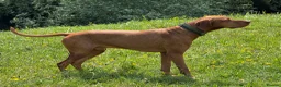 Hungarian Vizsla dogs for sale: Hungarian Vizslas - Advert 11