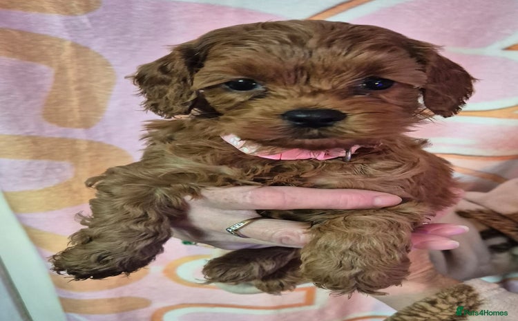Cockapoo dogs - Advert 1