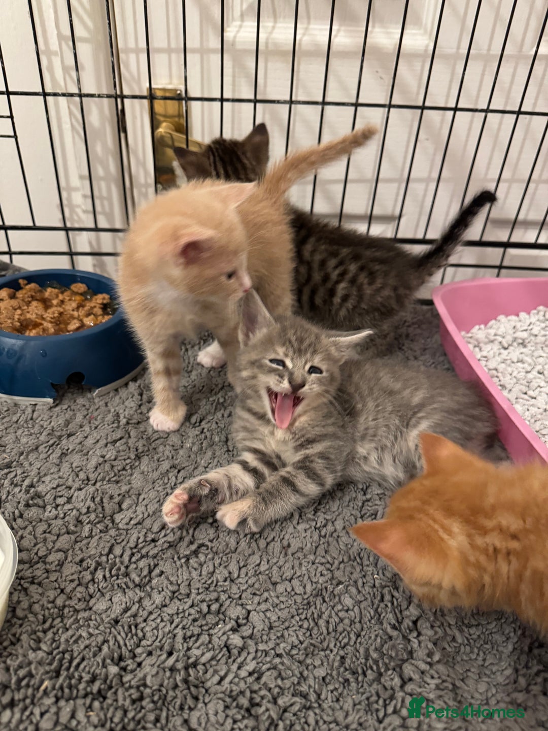 American Shorthair cats for sale: 4 stunning bsh x American short kittens avail - Image 20