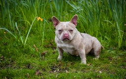 American Bully dogs for sale: BEAUTIFUL MICRO BULLY FEMALE  - Image 3