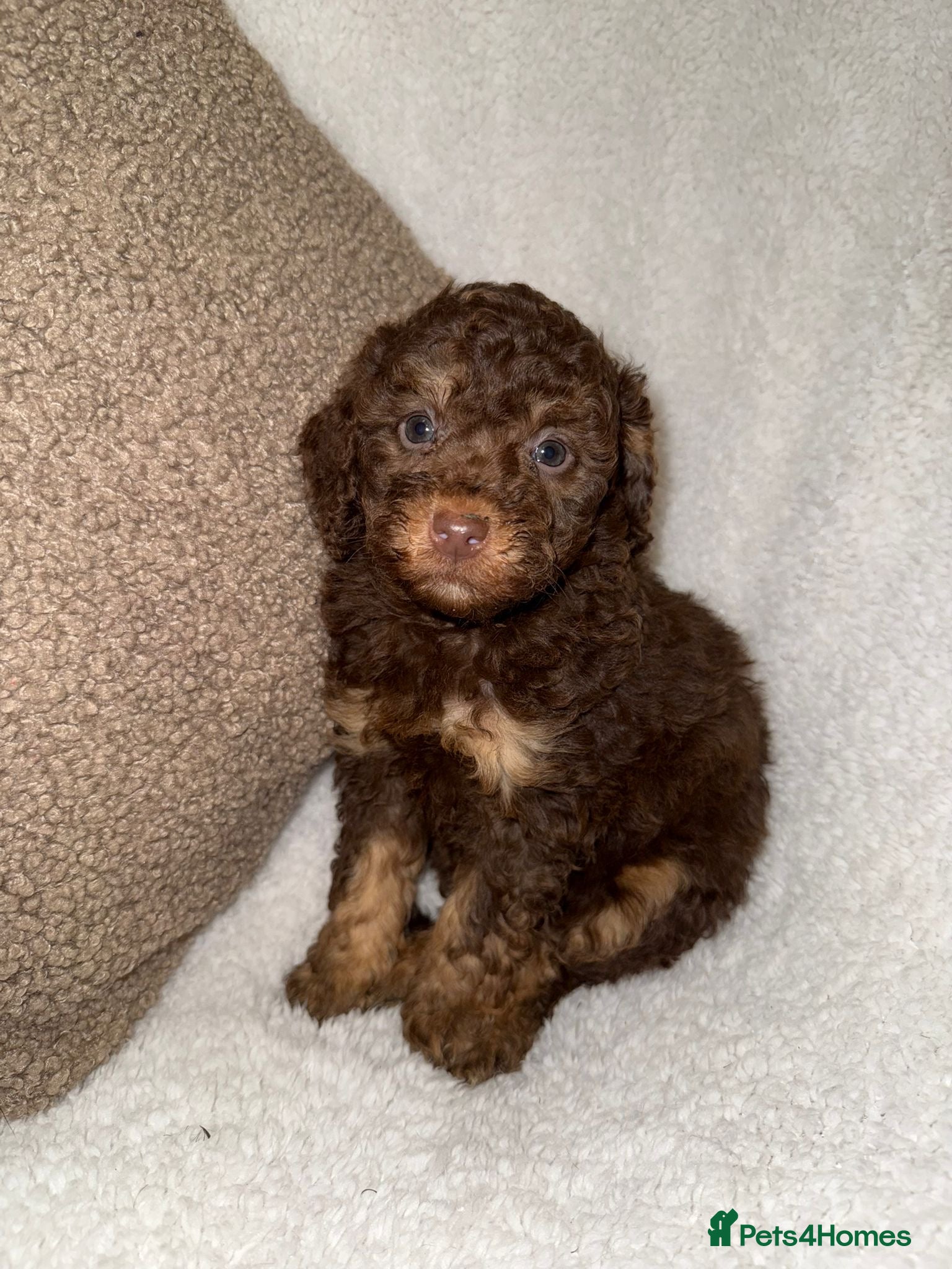 Miniature Poodle dogs Stunning Chocolate Miniature Poodles - Advert 1