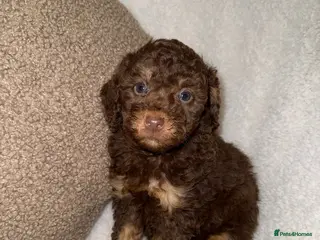 Miniature Poodle dogs Stunning Chocolate Miniature Poodles - Advert 10