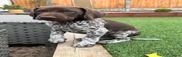 German Shorthaired Pointer dogs for sale: Ready to Leave 1 Male Left Otti 🐾🩵 - Advert 23