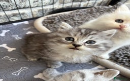 Persian cats for sale: Persian x kittens , 2 separate litters - Advert 11