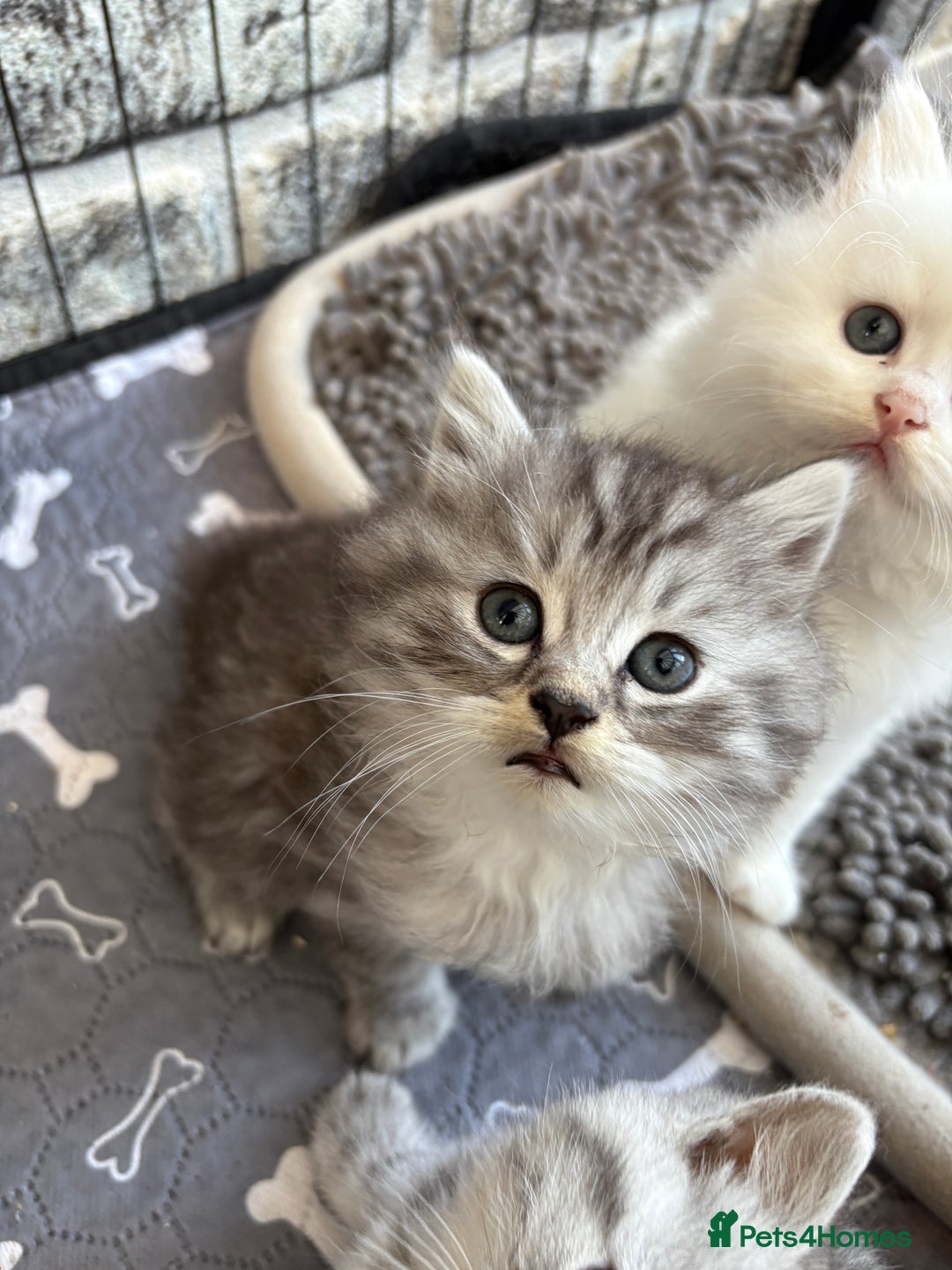 Persian cats for sale: Persian x kittens , 2 separate litters - Advert 11