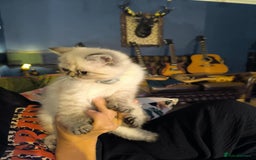 Persian cats for sale: Persian cross exotic  - Image 7