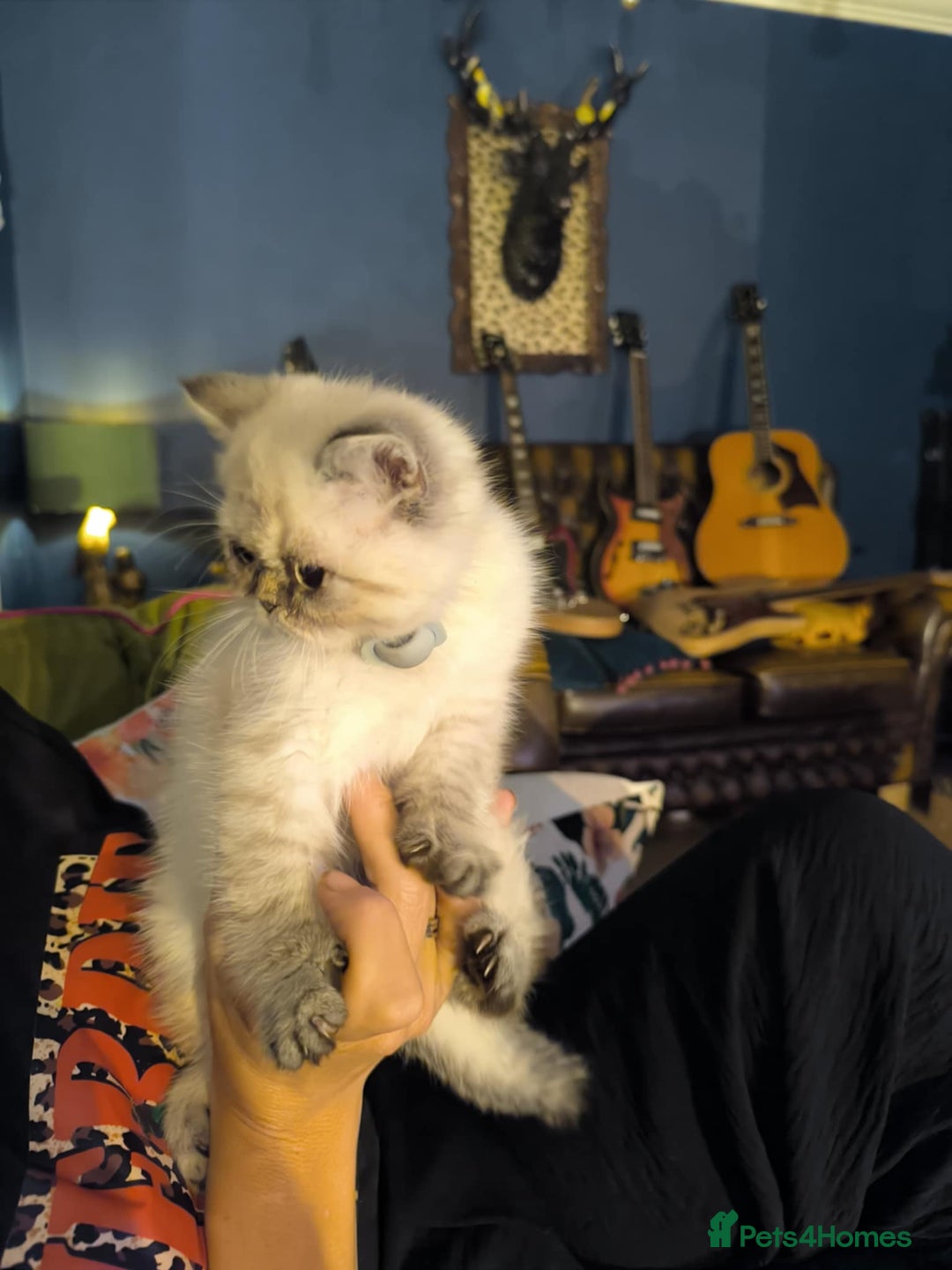 Persian cats for sale: Persian cross exotic  - Image 7