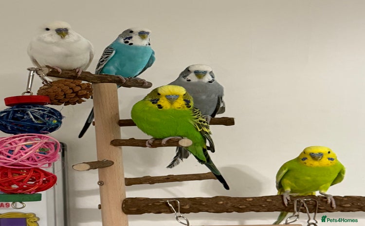 Budgerigars birds for sale - Advert 3