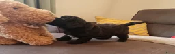 Shihpoo dogs for sale: Gorgeous Little Shihpoo Pups sold Fully Vaccinated - Advert 8