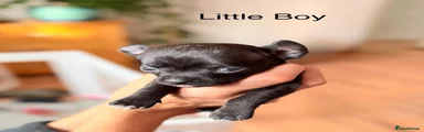 Little Boy