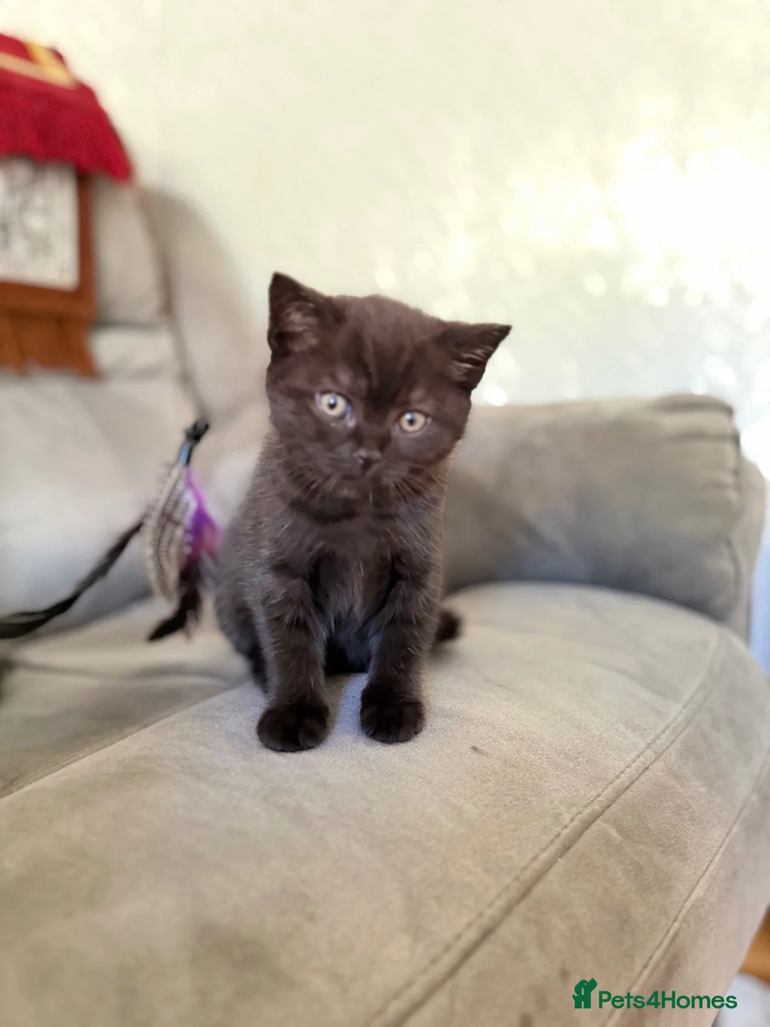 British Shorthair cats for sale: Lovely fully british short hair kittens - Advert 18