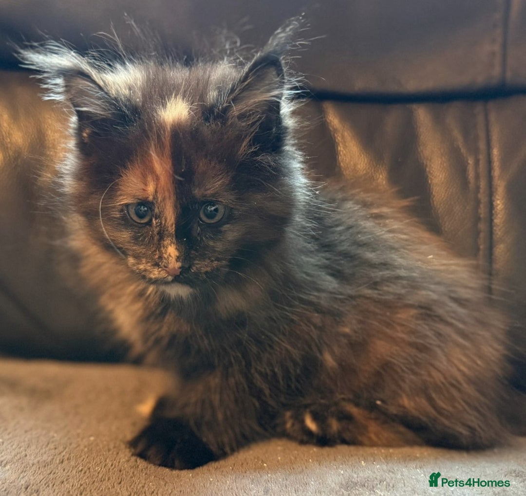 Maine Coon cats for sale: Cuddly TICA reg Maine coons Ready Now! - Advert 10