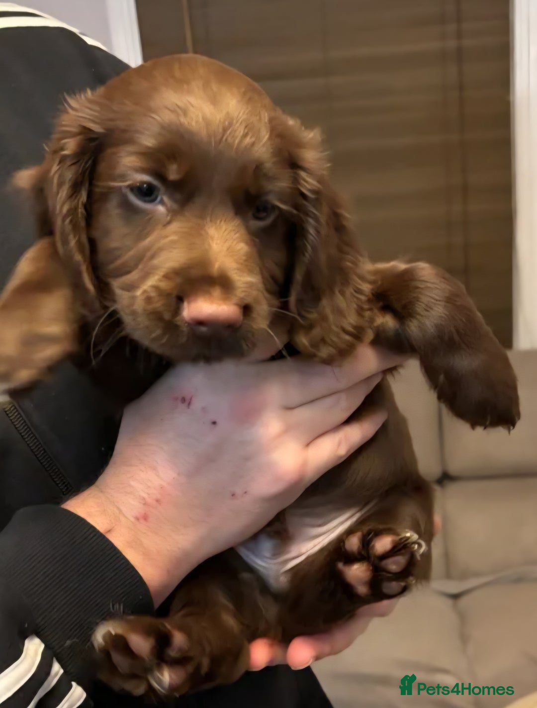 Cocker Spaniel dogs for sale: Cocker spaniel puppy  - Advert 2