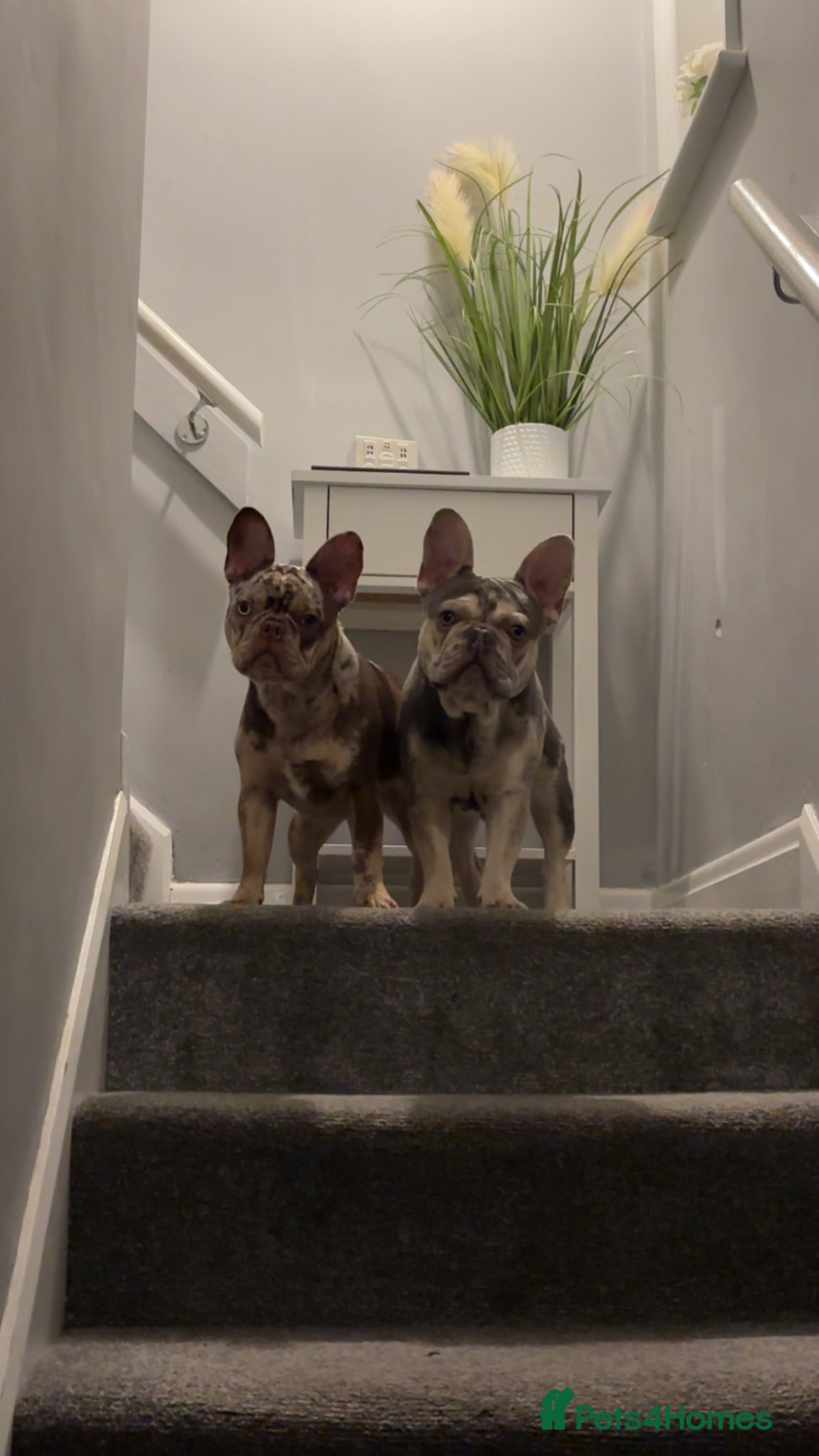 French Bulldog dogs Pair of merle French Bulldogs - Advert 1