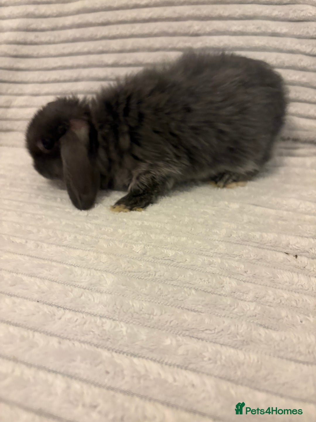 Mini Lop rabbits for sale: Lovely little mini lop baby bunny rabbits - Advert 3