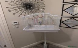 Canaries birds for sale: Yellow canary - Image 5