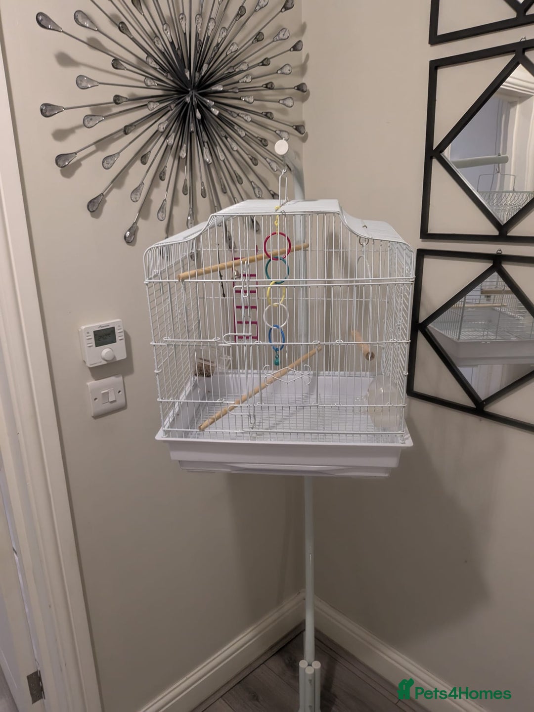 Canaries birds for sale: Yellow canary - Image 5