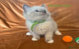 Ragdoll cats for sale: Adorable pure Ragdoll kittens boys and girls - Image 9
