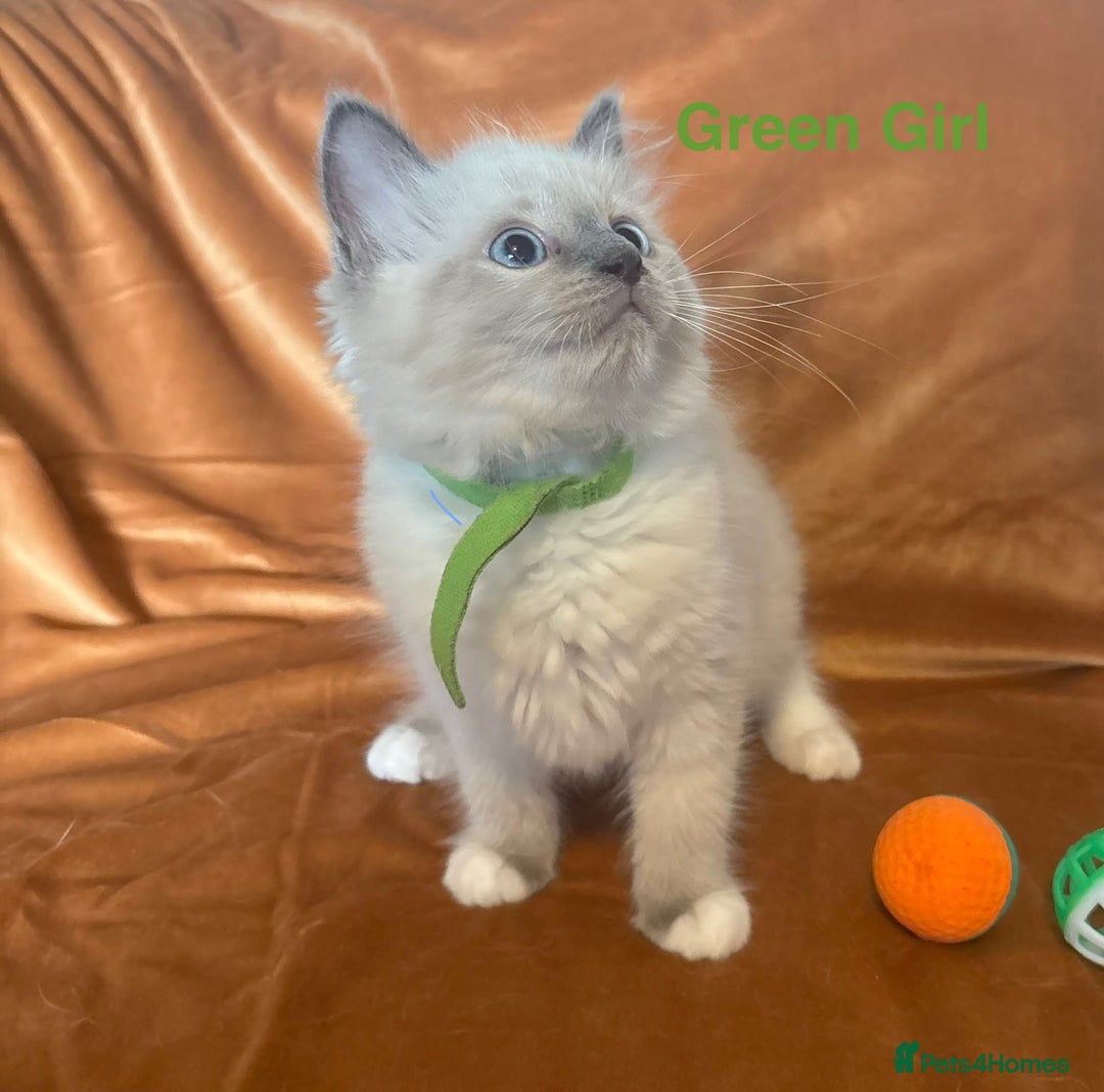 Ragdoll cats for sale: Adorable pure Ragdoll kittens boys and girls - Image 9