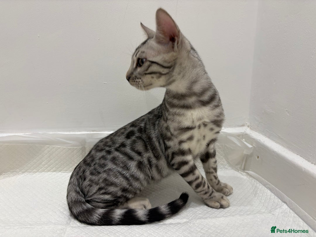 Bengal cats for sale: 2 BENGAL BOYS FOR SALE!  - Advert 5