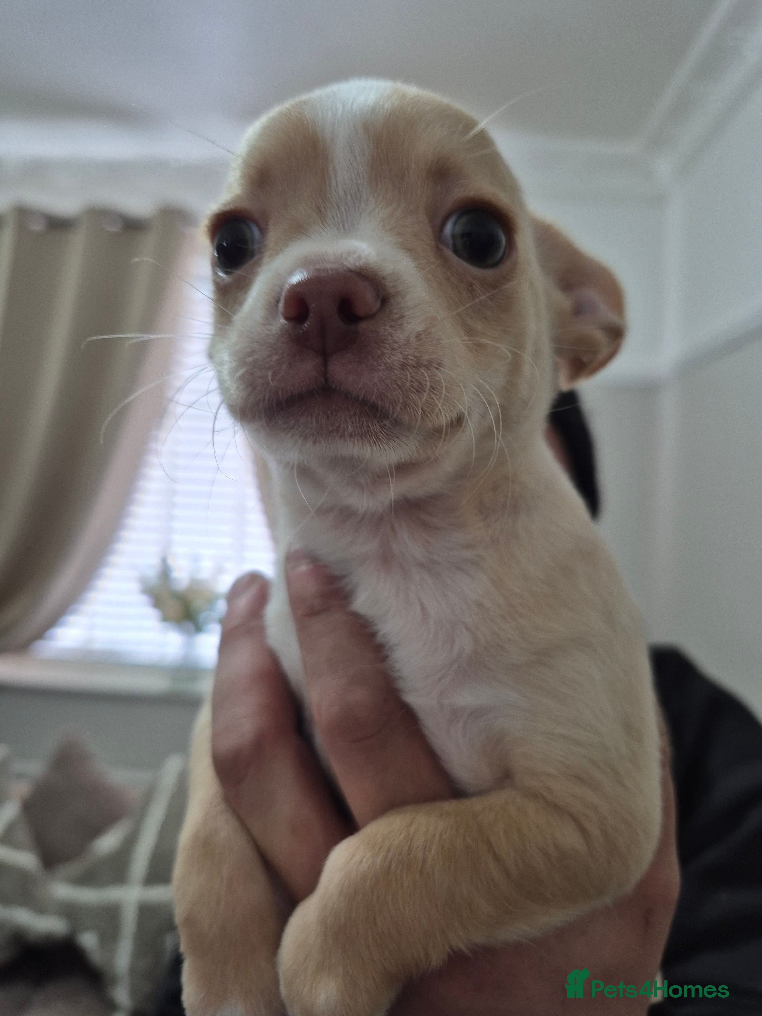 Chihuahua dogs Chihuahua  - Advert 14