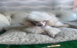 Toy Poodle dogs for sale: Male toy poodles - Image 10