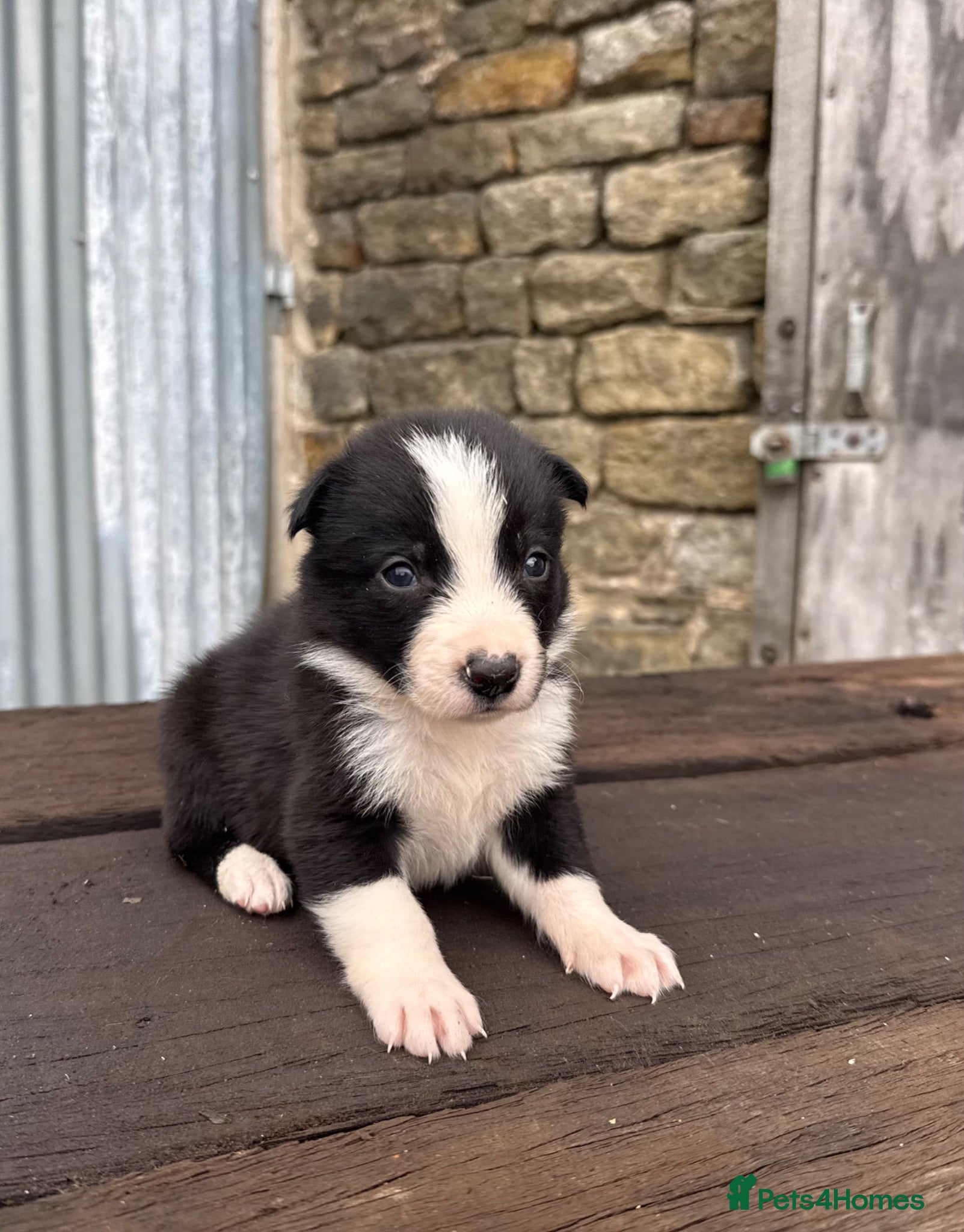 Border Collie dogs ISDS registered pups from amazing lines - Advert 1