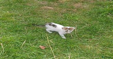 Mixed Breed cats - Advert 2