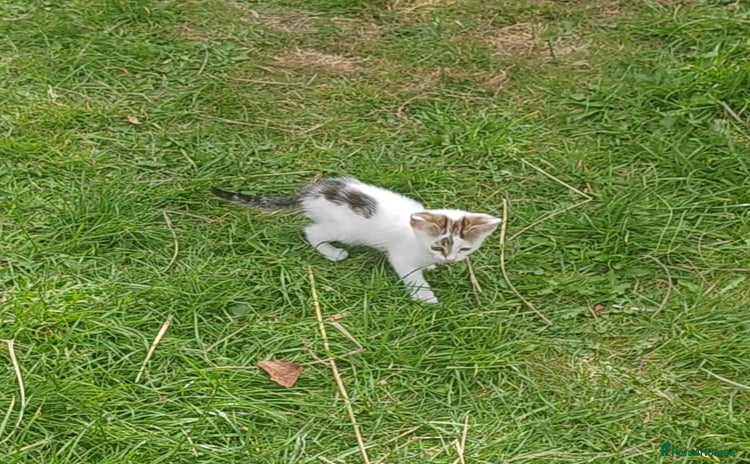 Mixed Breed cats - Advert 2