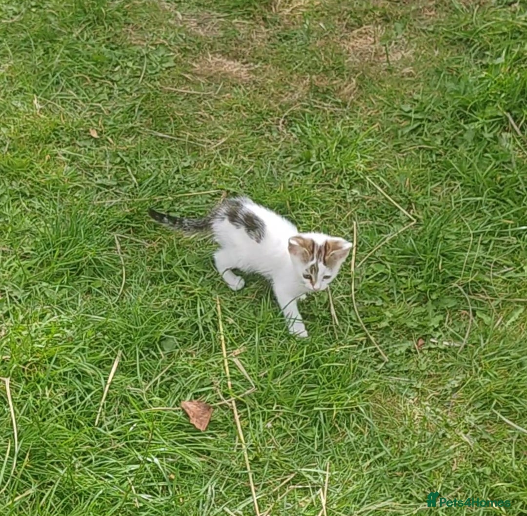 Mixed Breed cats for sale: Lovely beautiful kittens, robust, healthy - Image 1