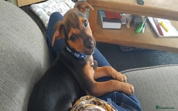 Jack Russell dogs for sale: Jack Russell boy - Image 2