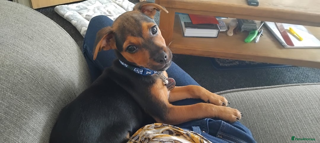 Jack Russell dogs for sale: Jack Russell boy - Image 2