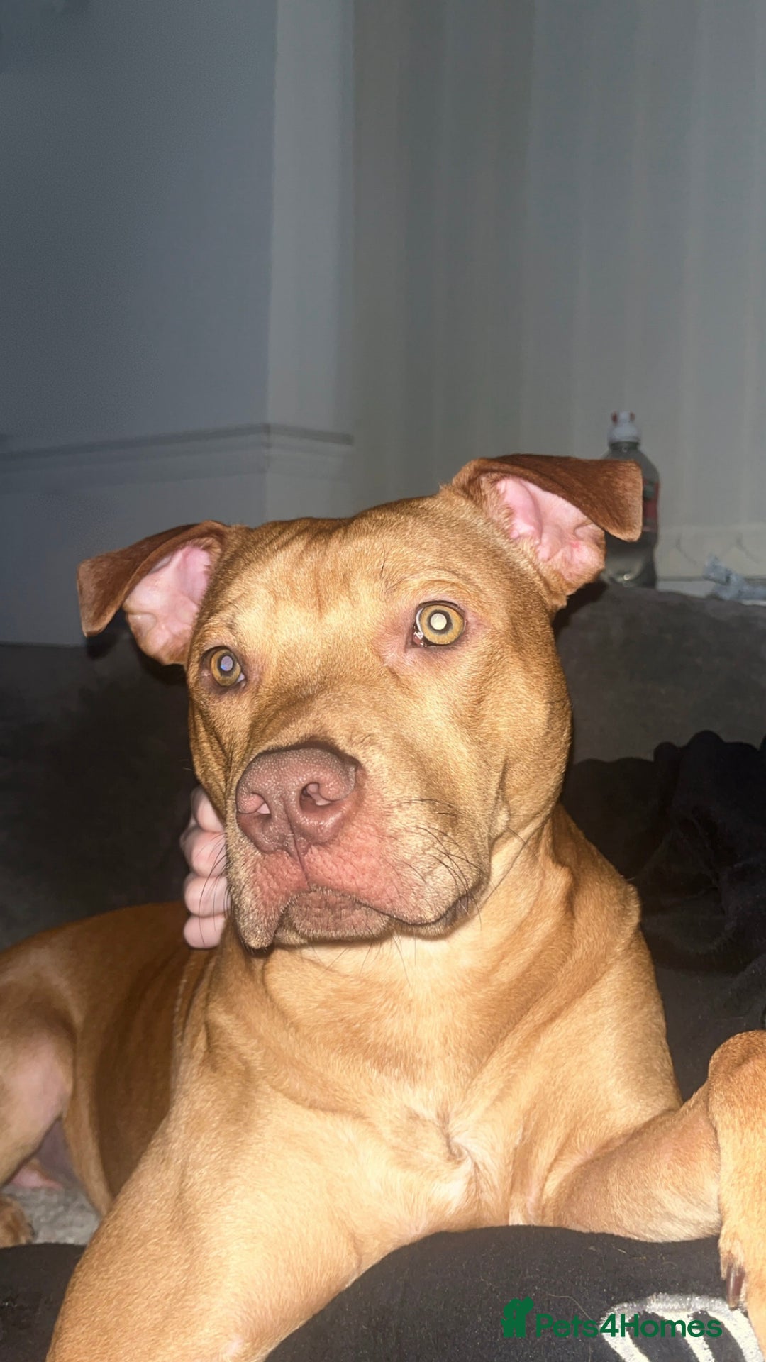 Mixed Breed dogs for sale: Rehoming Rocco  - Advert 1