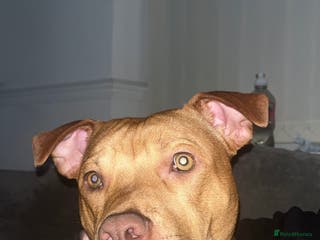 Mixed Breed dogs Rehoming Rocco - Advert 16