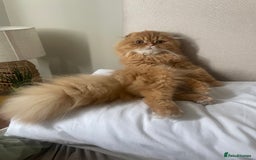 Scottish Fold cats for sale: 2 beautiful Scottish fold kittens  - Image 6