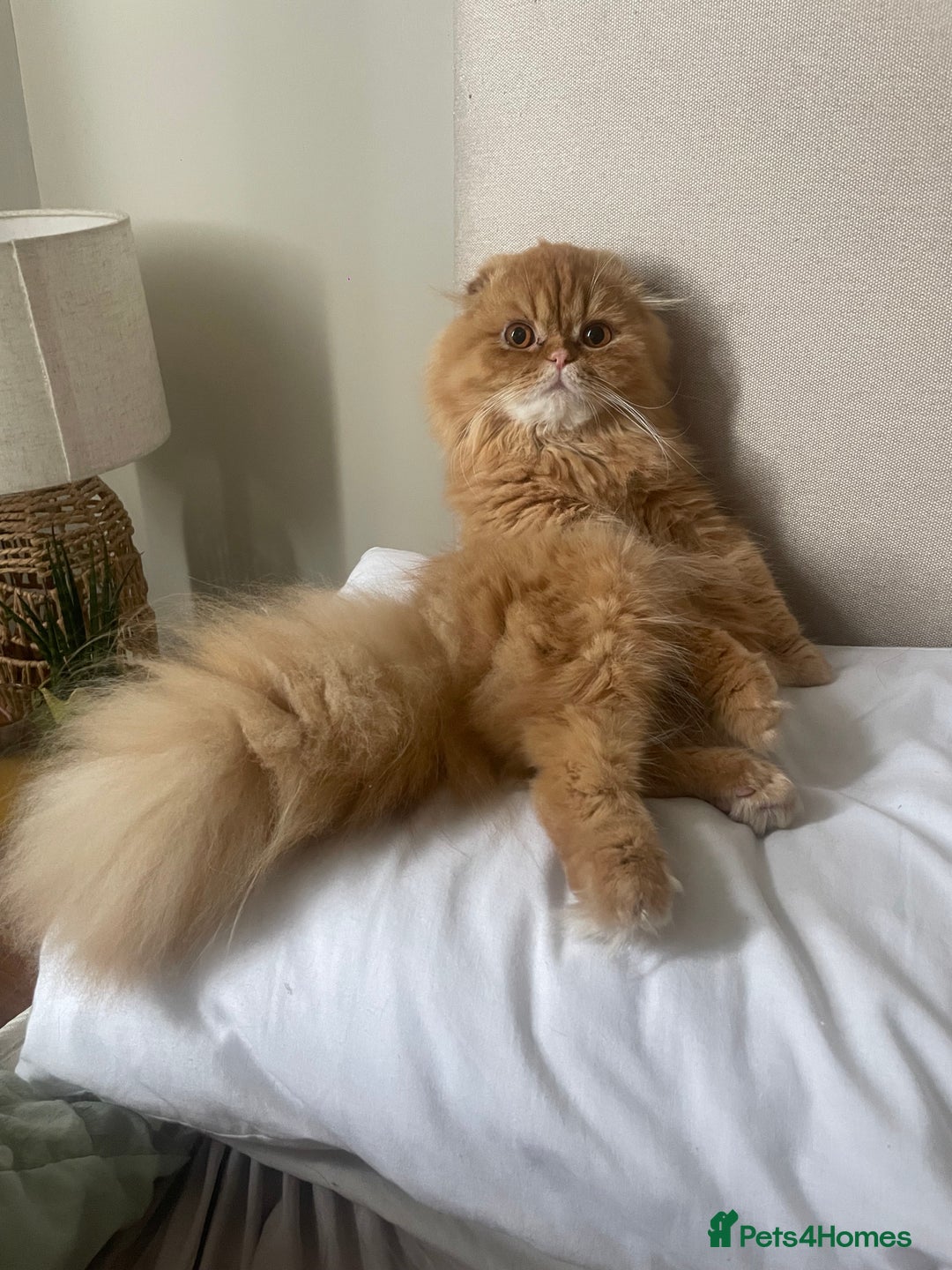 Scottish Fold cats for sale: 2 beautiful Scottish fold kittens  - Image 6