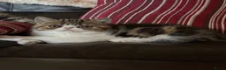 Exotic cats for sale: Hello my name is Agnus - Advert 14